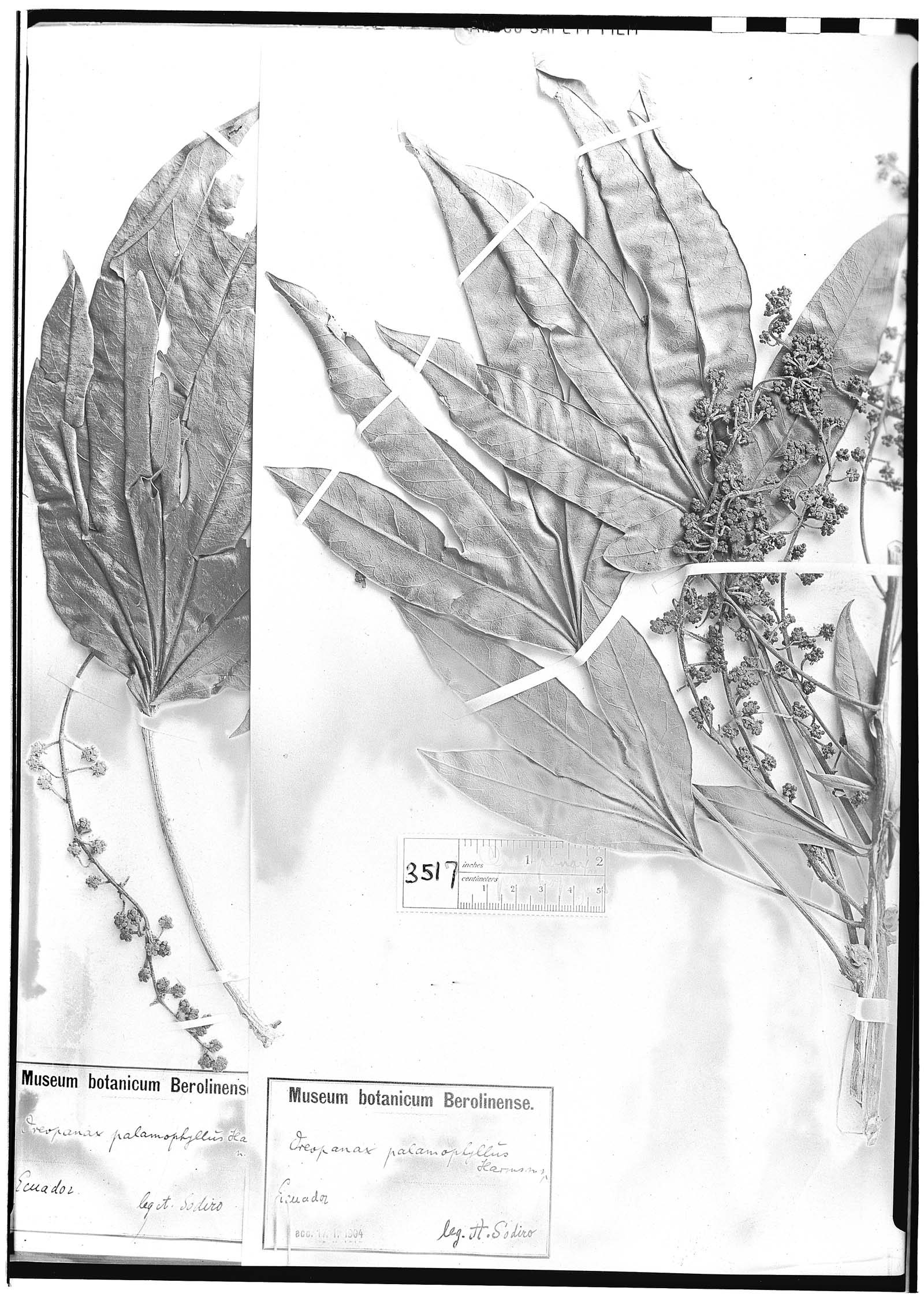 Oreopanax palamophyllus image