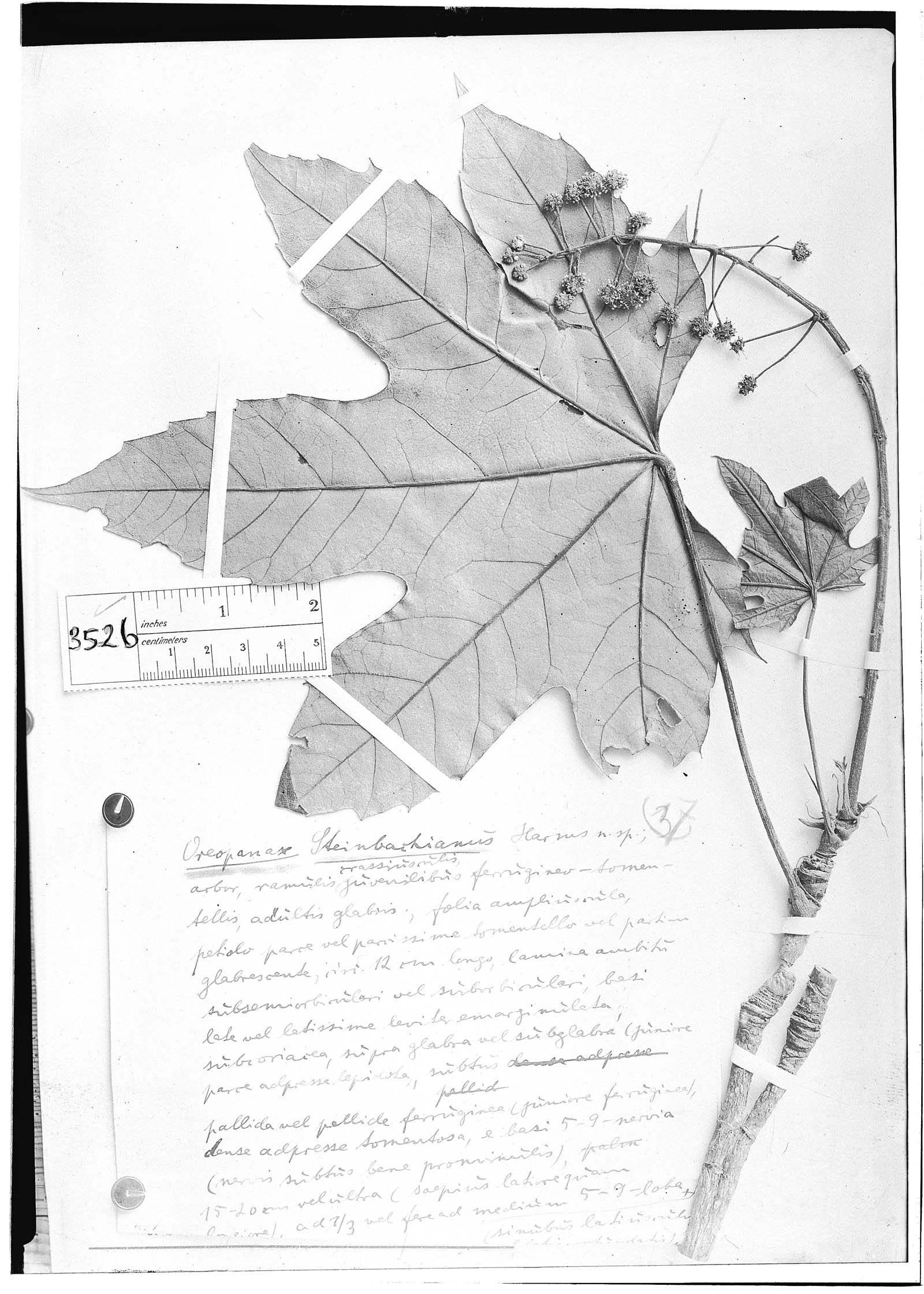 Oreopanax steinbachianus image
