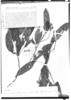 Dendropanax lehmannii image