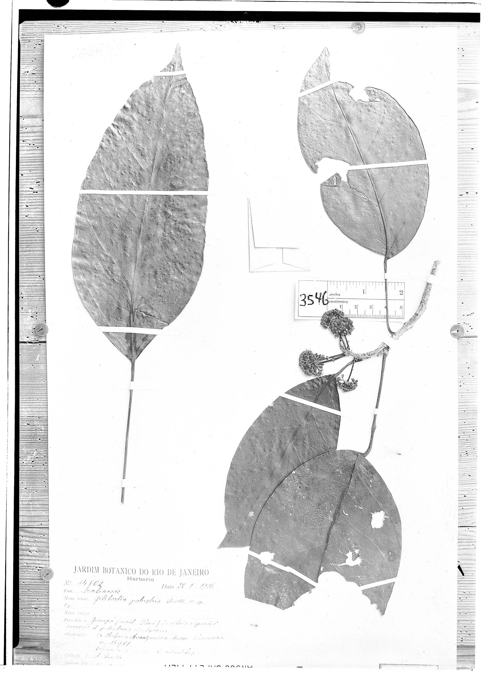 Dendropanax palustris image
