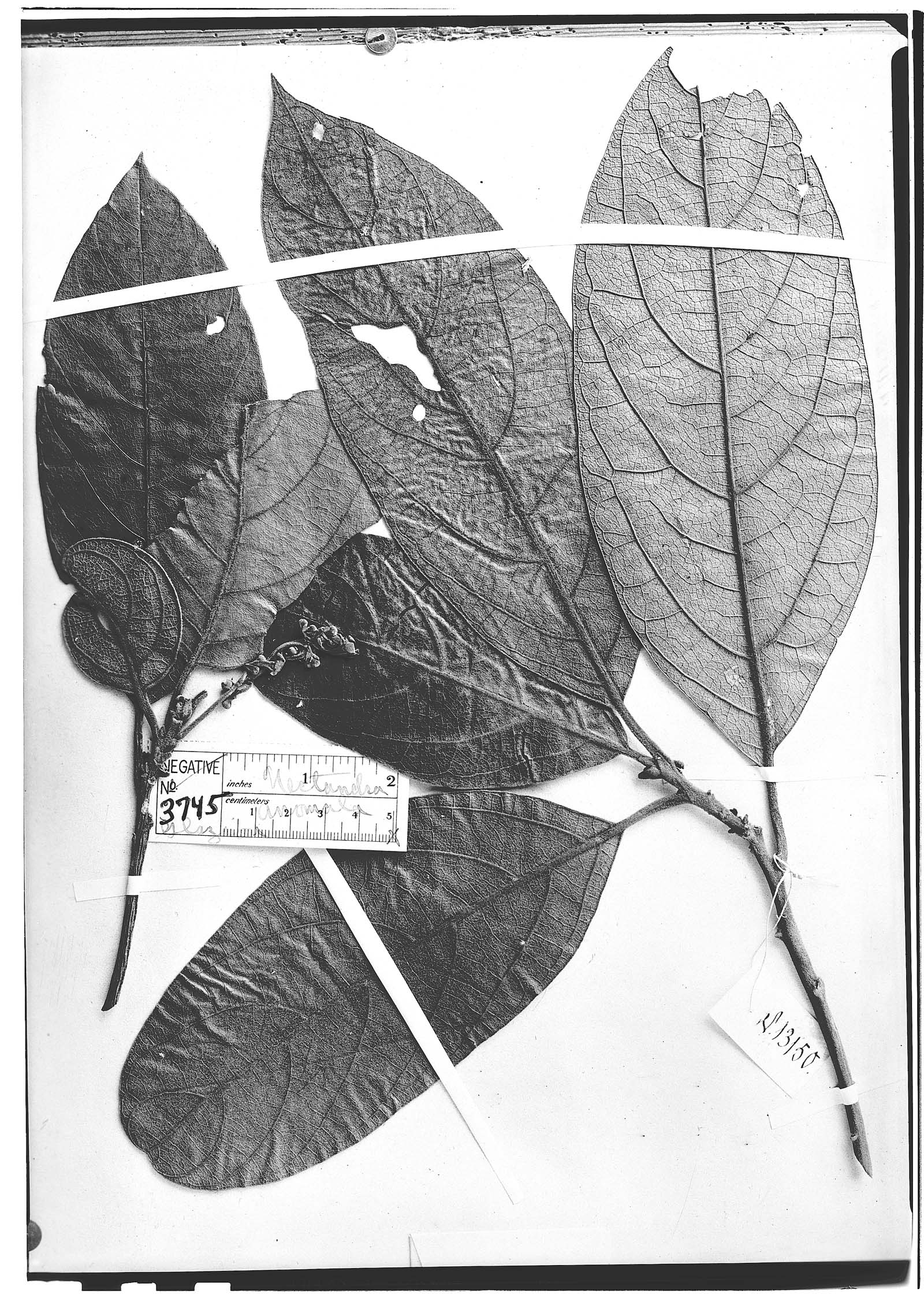 Pleurothyrium amplifolium image