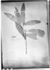 Nectandra canescens image