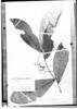 Nectandra cuneatocordata image