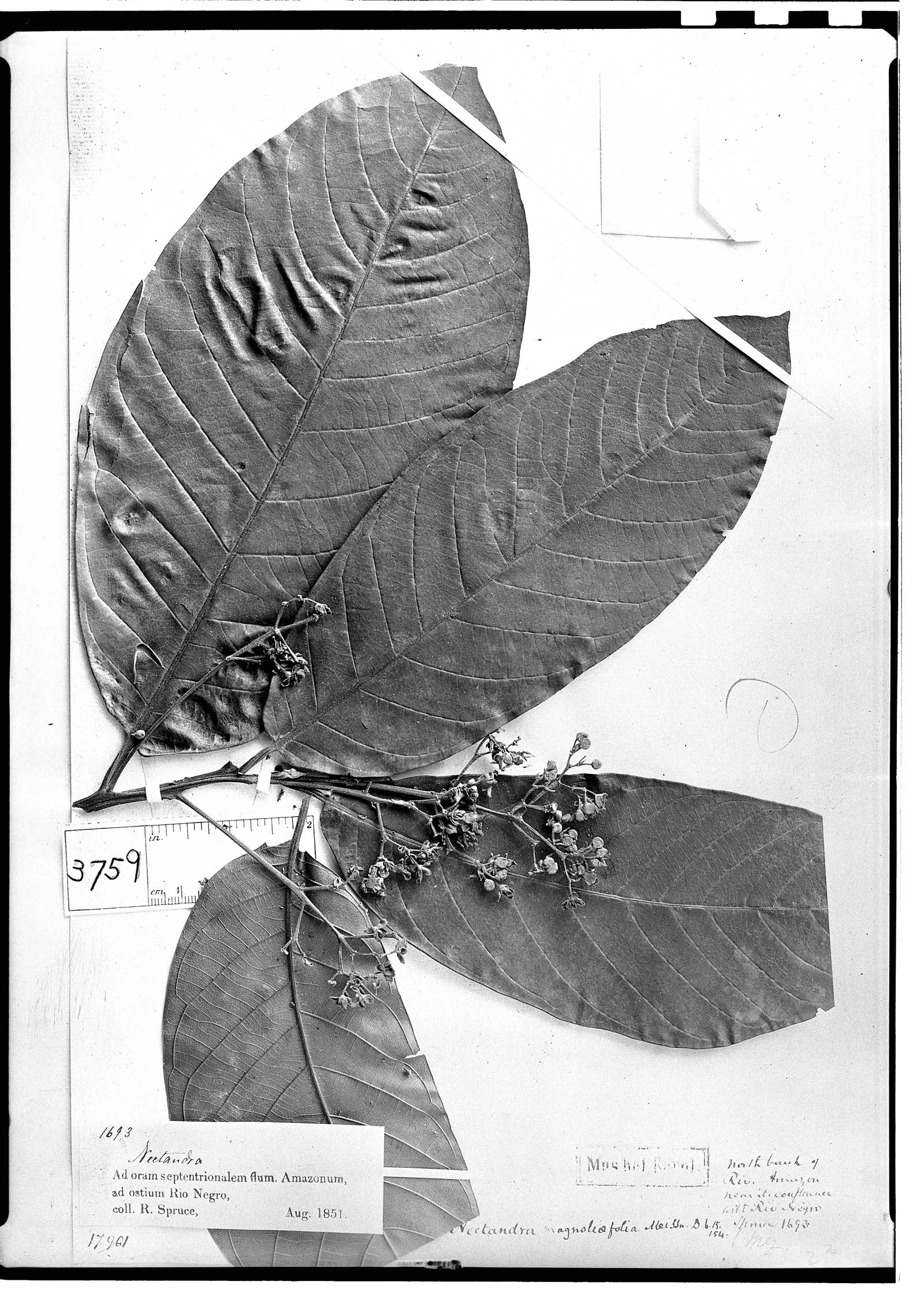 Nectandra magnoliifolia image