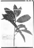 Nectandra psammophila image