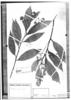 Nectandra venulosa image