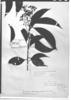 Nectandra viburnoides image
