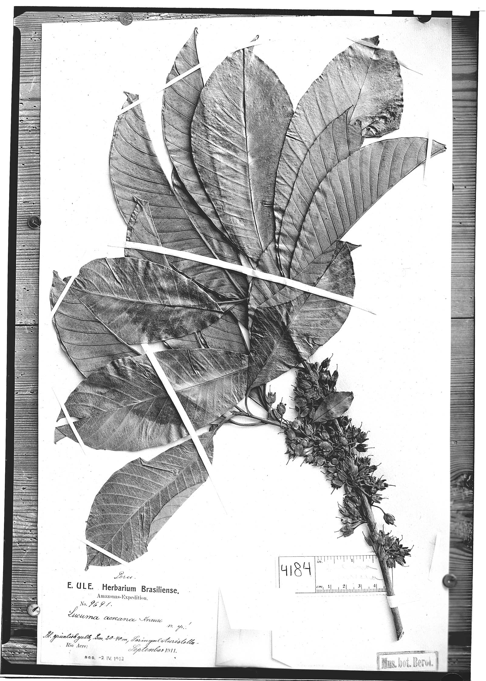 Pouteria macrophylla image