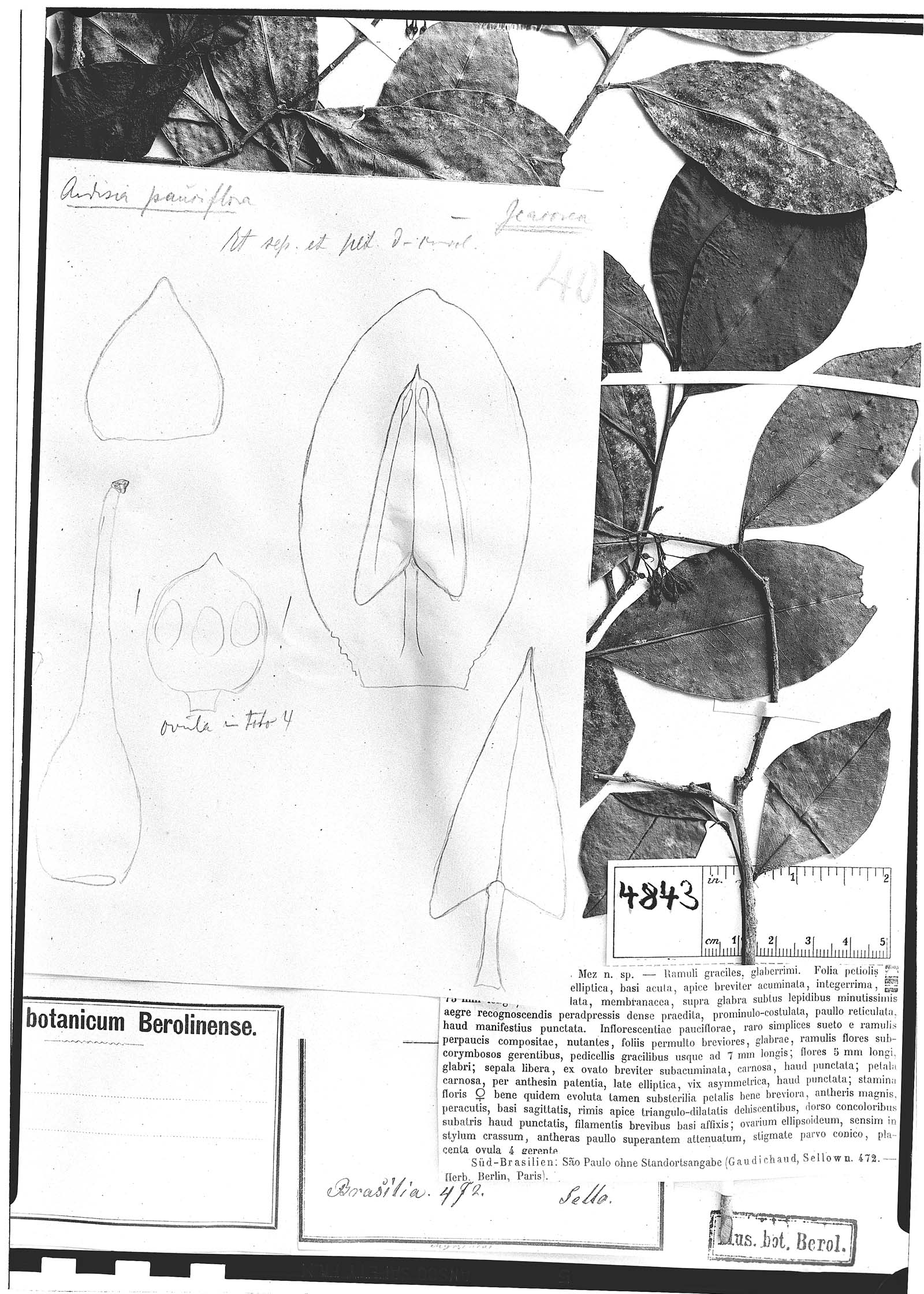 Stylogyne pauciflora image