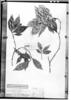 Psychotria mandiocana image