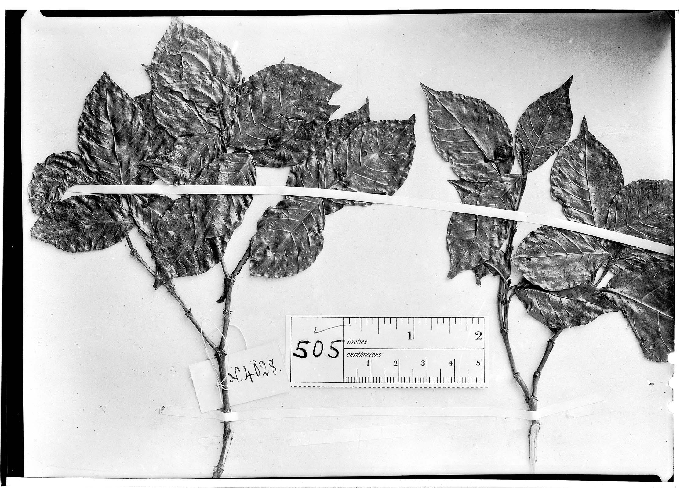 Psychotria brachygyne image