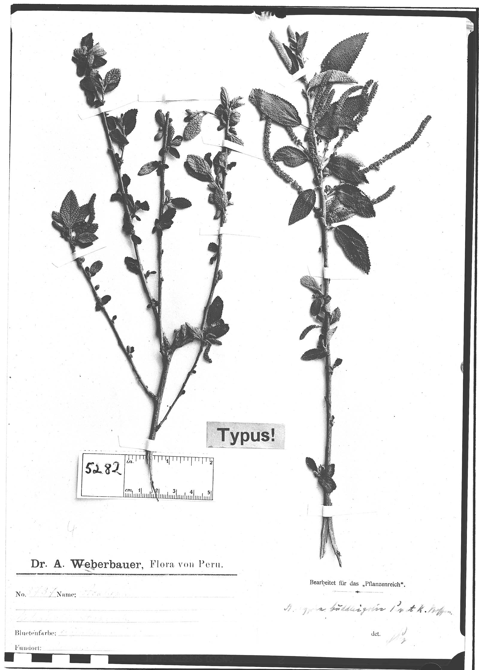 Acalypha buddleifolia image