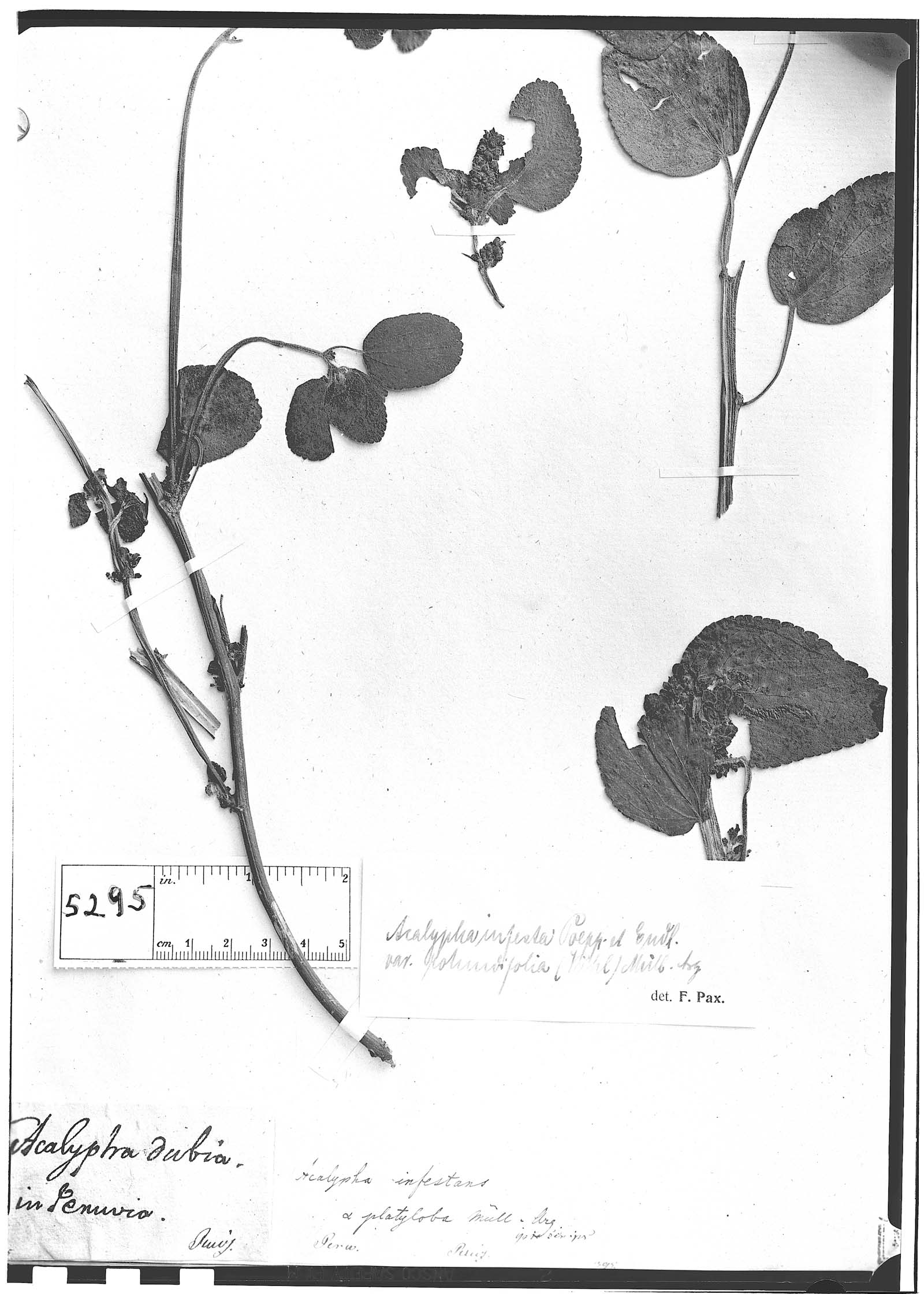 Acalypha infesta image