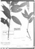 Acalypha samydifolia image