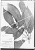 Acalypha subandina image