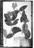 Rudgea villiflora image