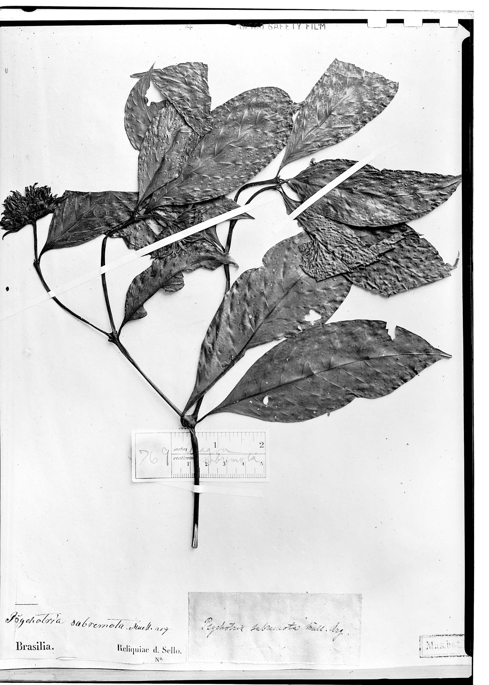 Psychotria subremota image