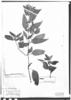 Poikilacanthus glandulosus image