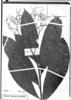 Cordia magnoliifolia image