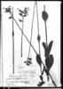 Irlbachia oblongifolia image