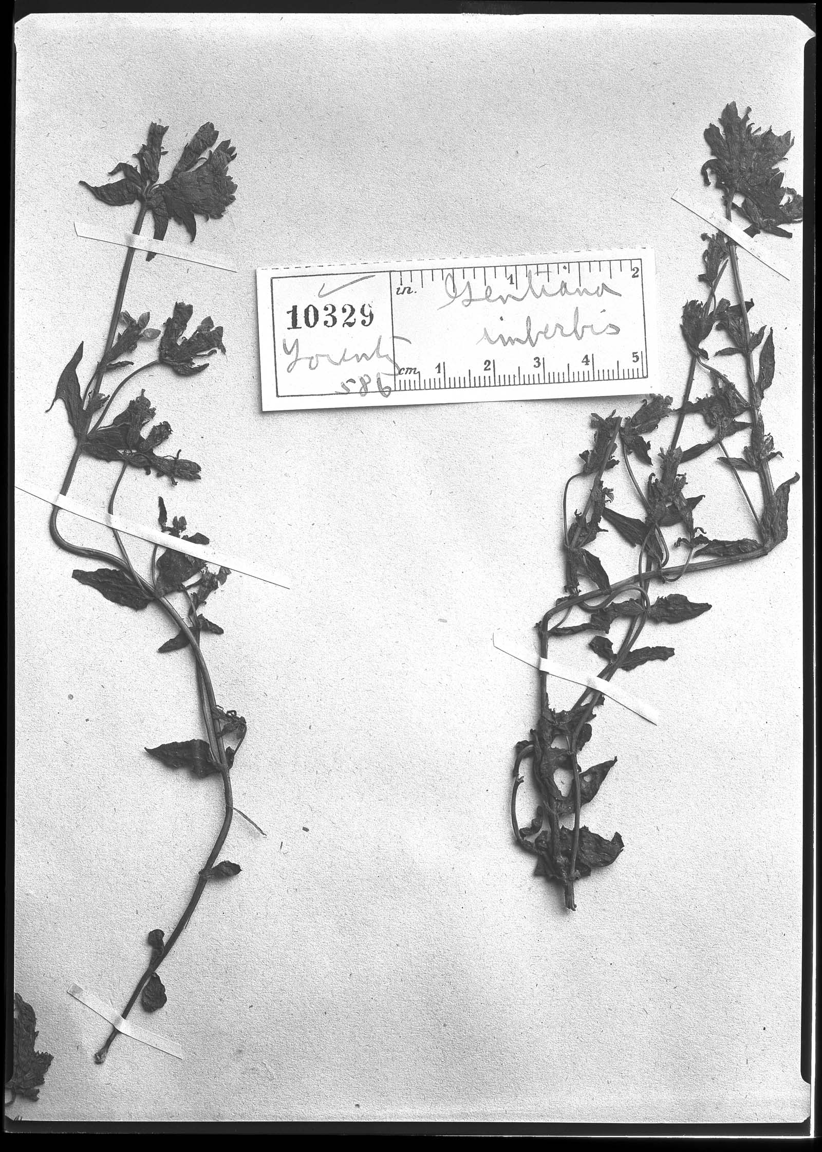 Gentianella imberbis image