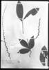 Dioscorea crotalariifolia image