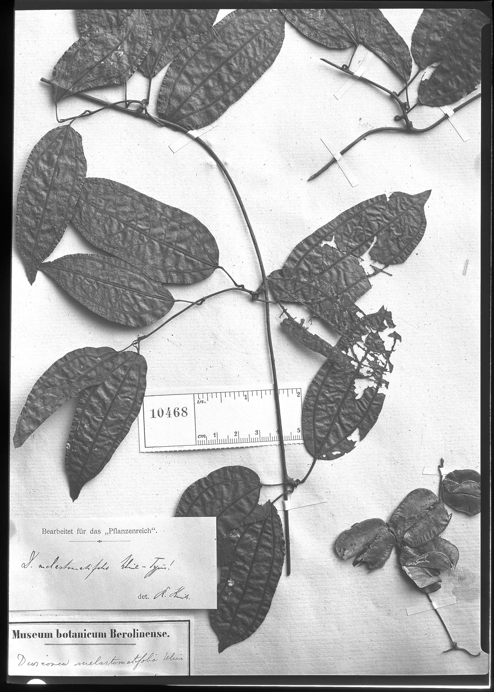 Dioscorea melastomatifolia image