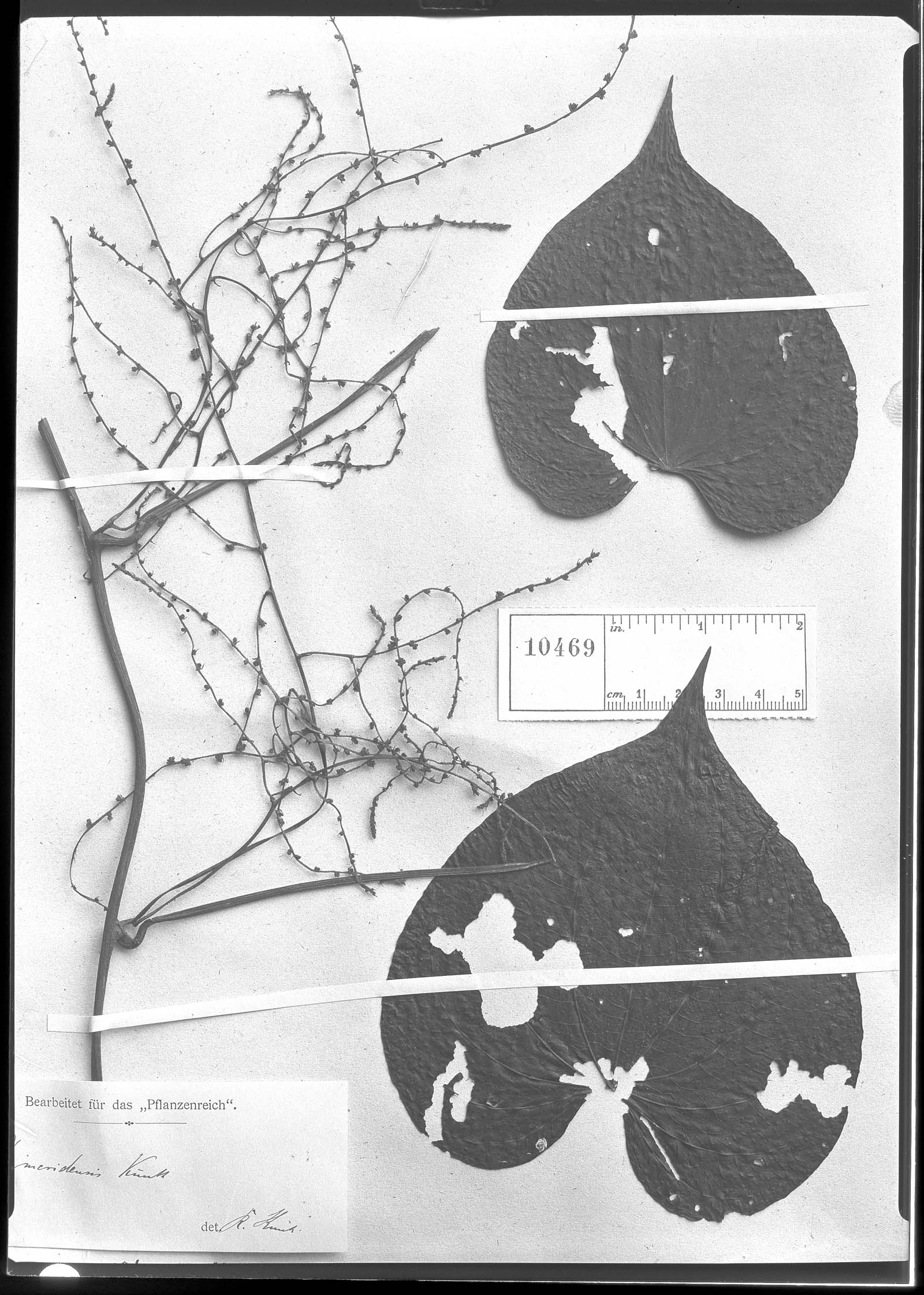 Dioscorea meridensis image