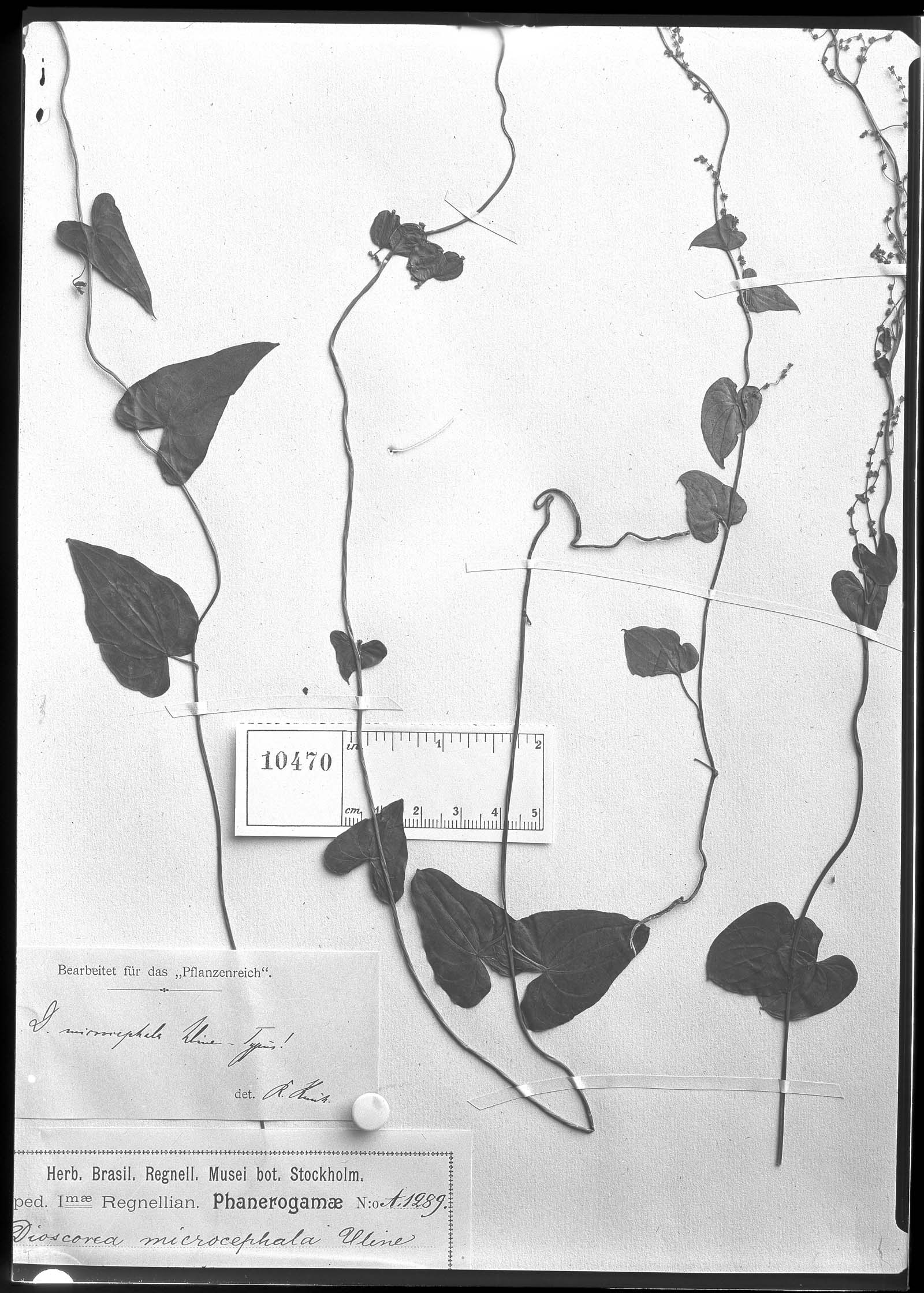Dioscorea microcephala image