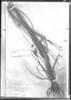 Syngonanthus densiflorus image