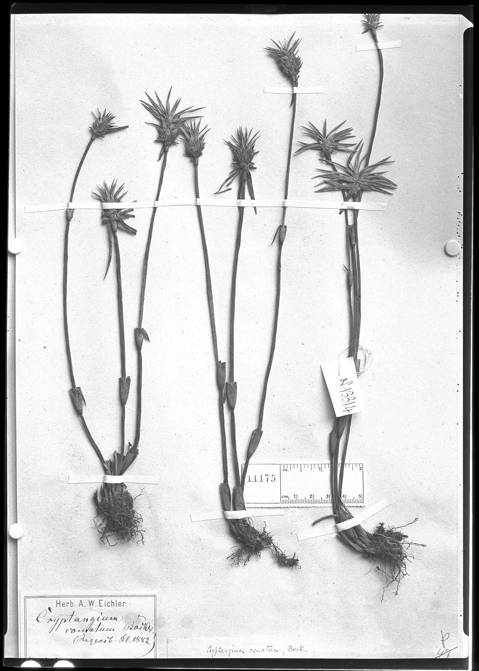 Lagenocarpus comatus image