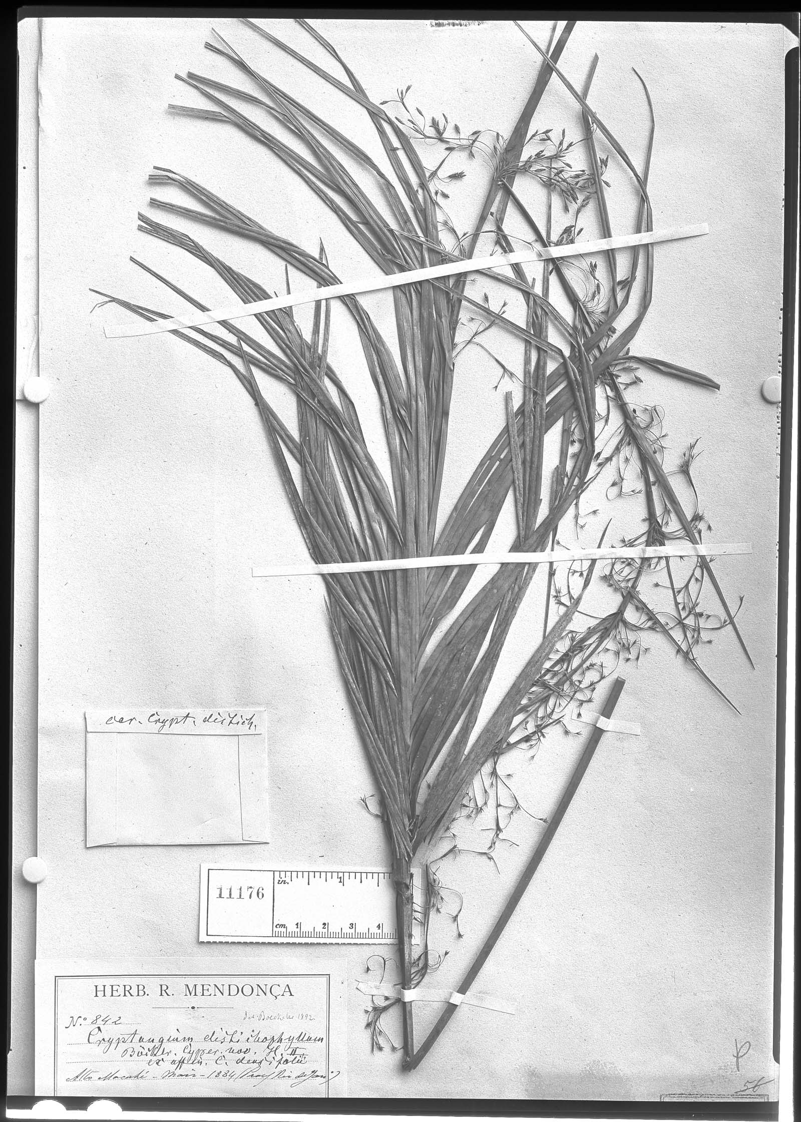 Lagenocarpus distichophyllus image