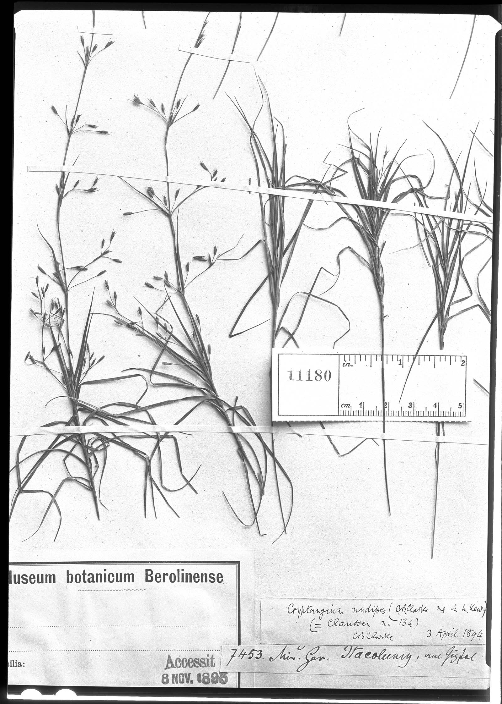 Lagenocarpus junciformis image