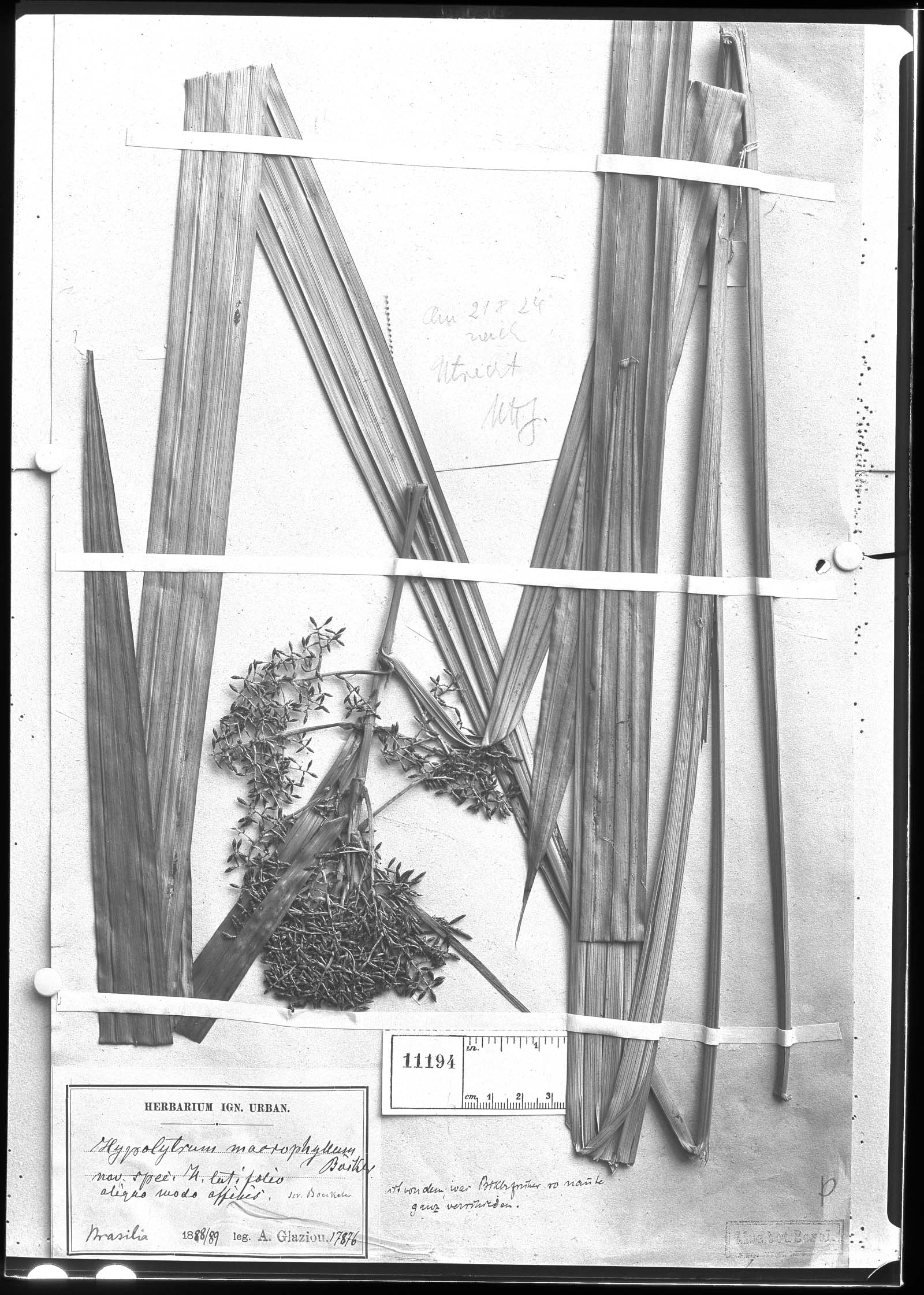 To Field Museum Herbarium (Hoppia macrophyllum Boeckeler photographed at B type [status unknown] 1)