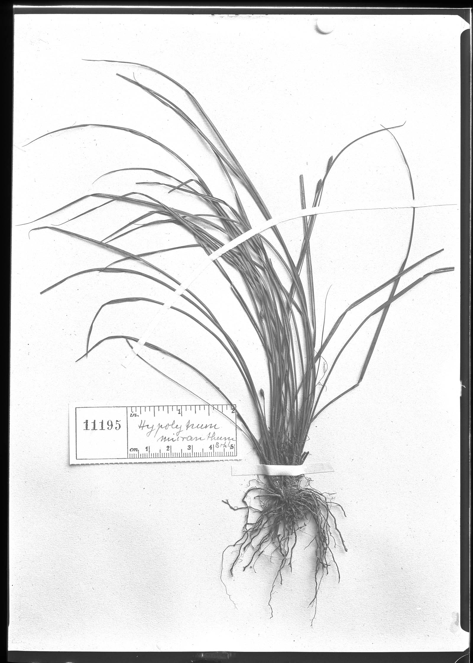 To Field Museum Herbarium (Hoppia micranthum Boeckeler photographed at B type [status unknown] 1)