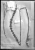 Dyckia microcalyx var. microcalyx image