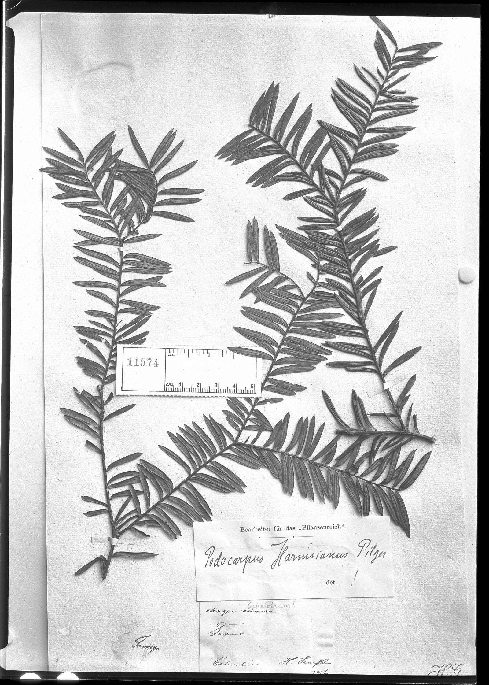 Podocarpus harmsianus image