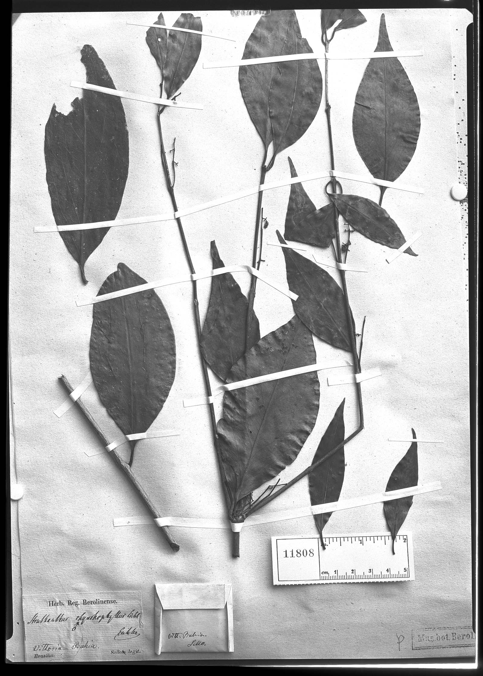 Struthanthus rhynchophyllus image