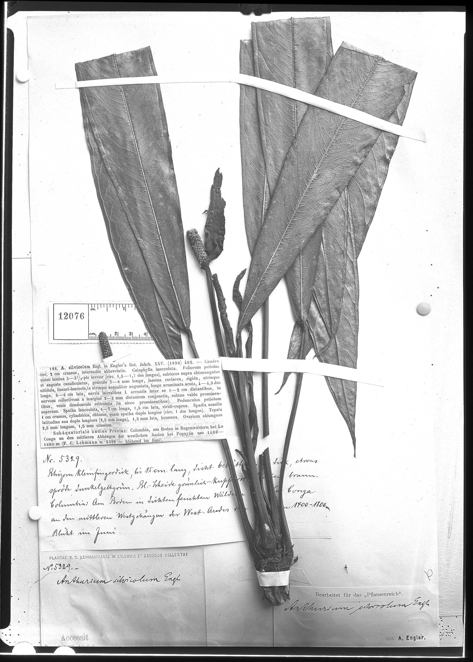 Anthurium silvicolum image