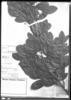 Erythroxylum vernicosum image