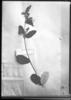 Trigonia nivea var. fasciculata image