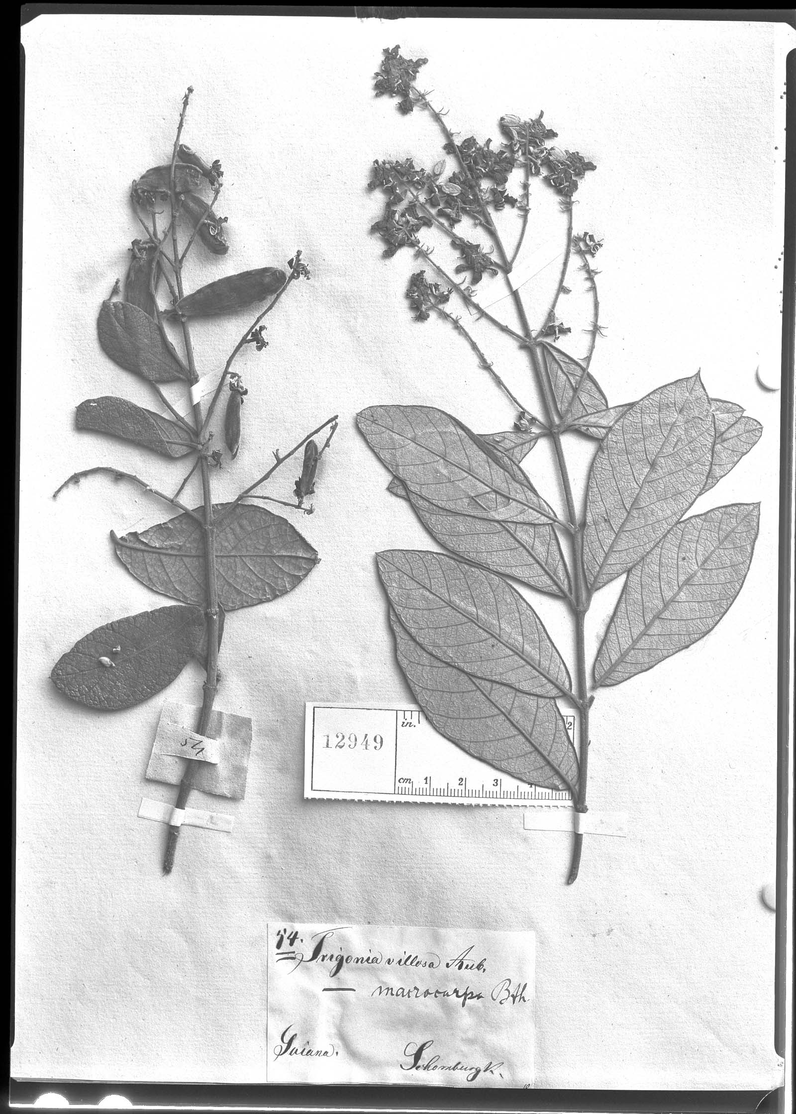 Trigonia villosa var. macrocarpa image