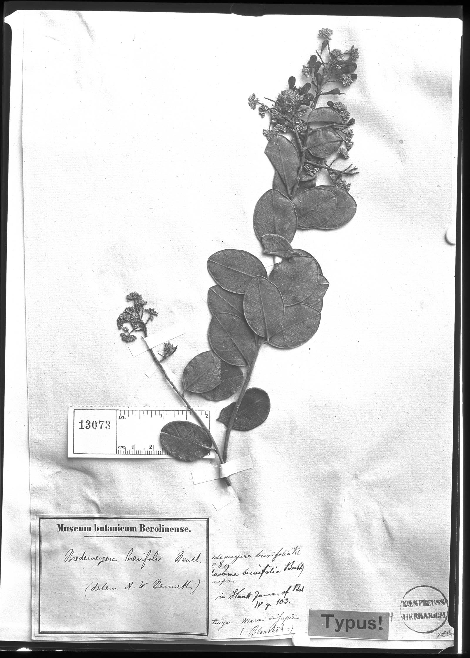 Bredemeyera brevifolia image