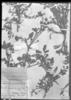 Phacelia pinnatifida image
