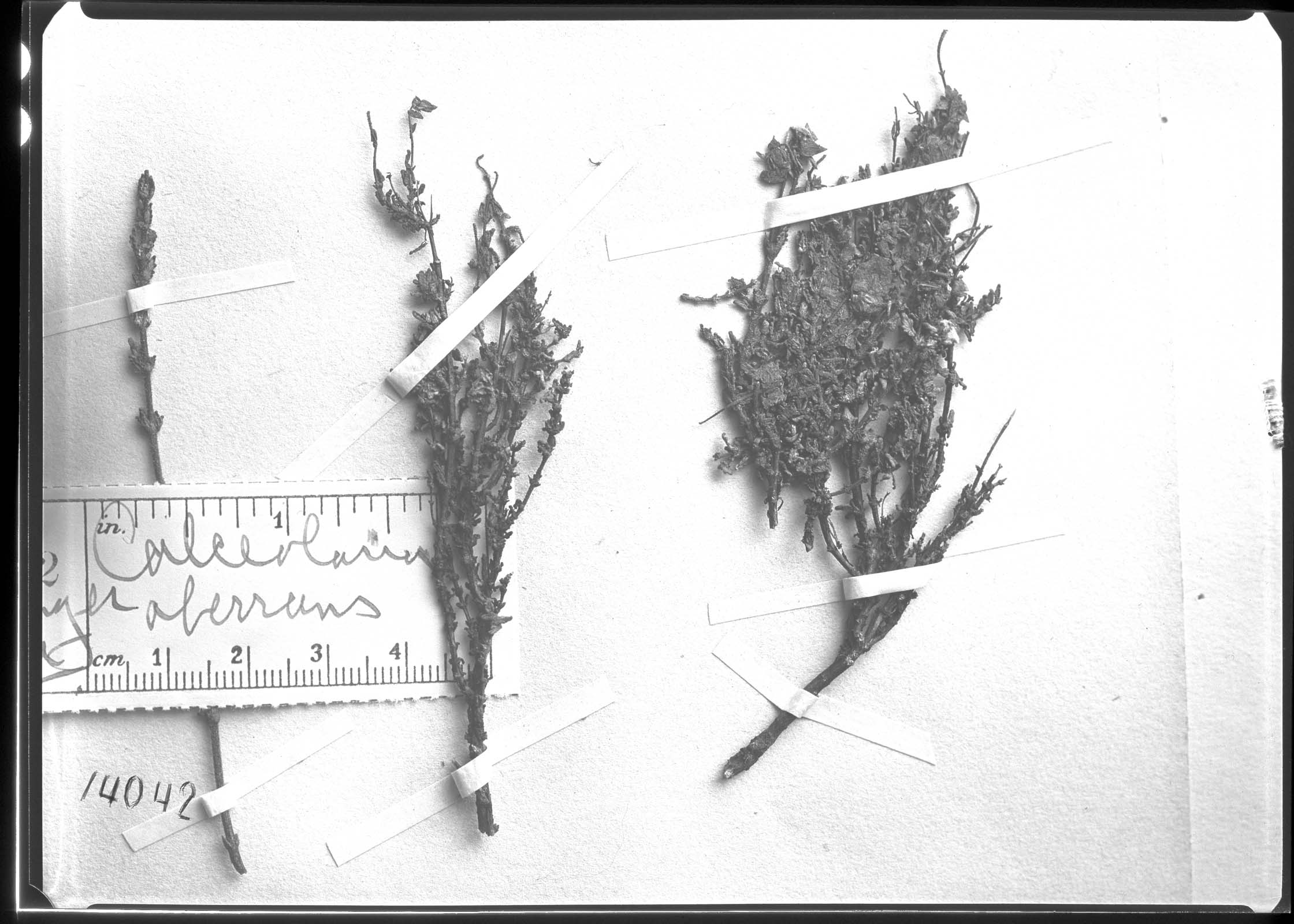 Calceolaria inamoena image