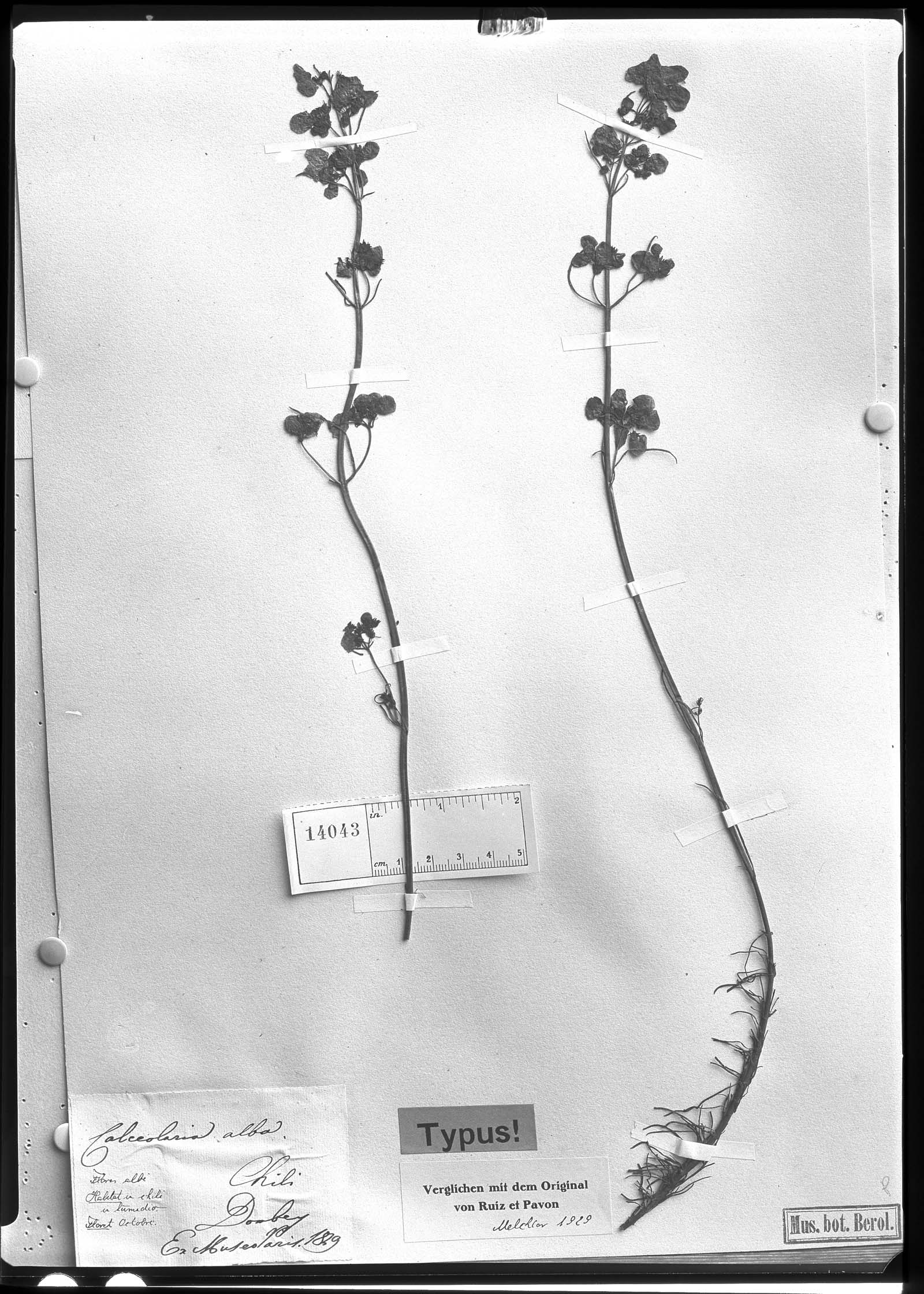 Calceolaria alba image
