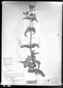 Calceolaria amplexicaulis image