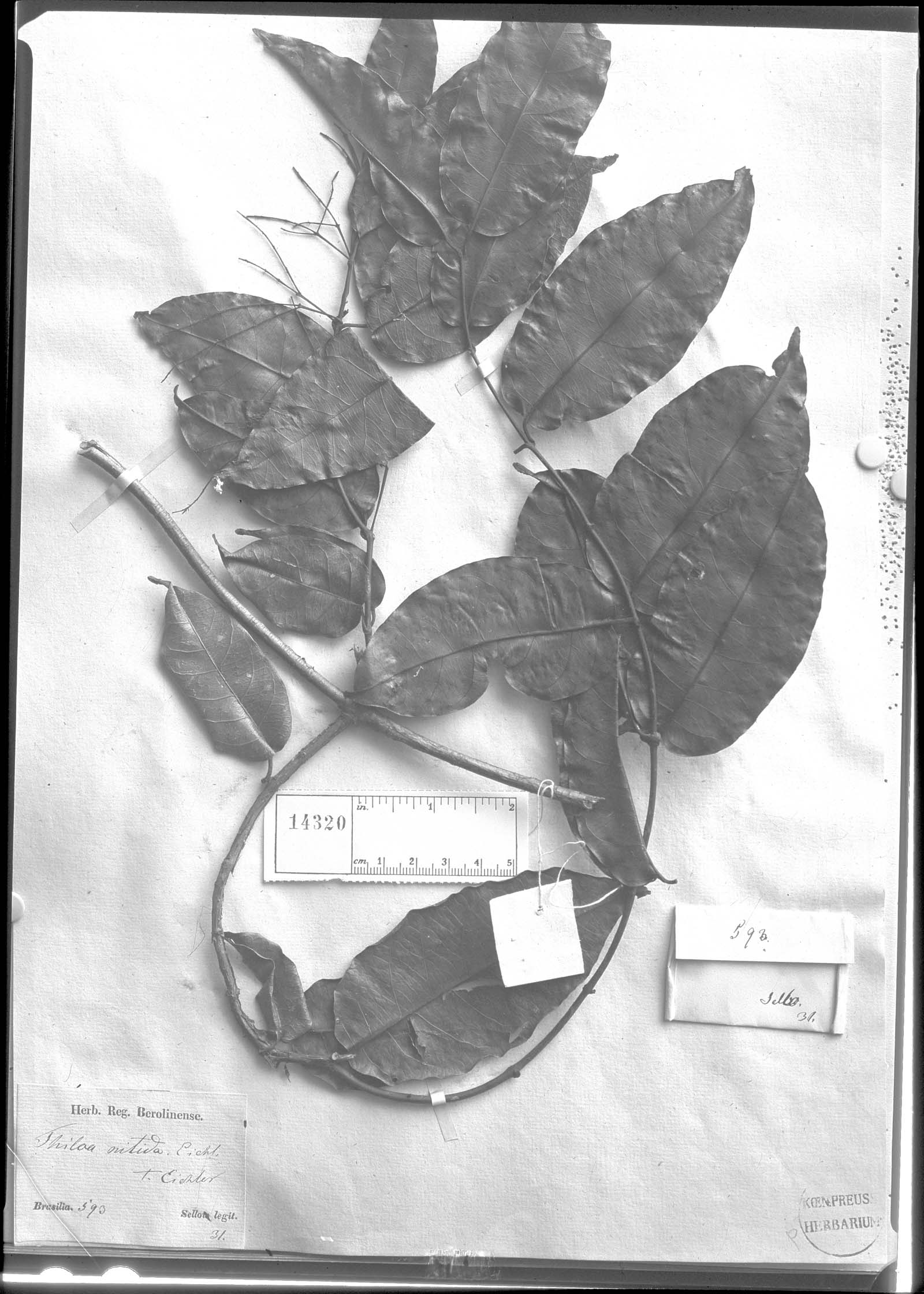 Combretum laurifolium var. nitidum image
