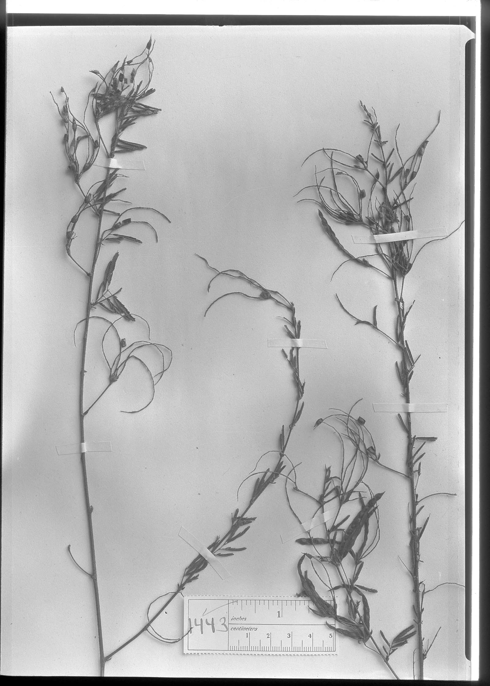 Mimosa velascoensis image