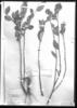 Vernonia mandonii image